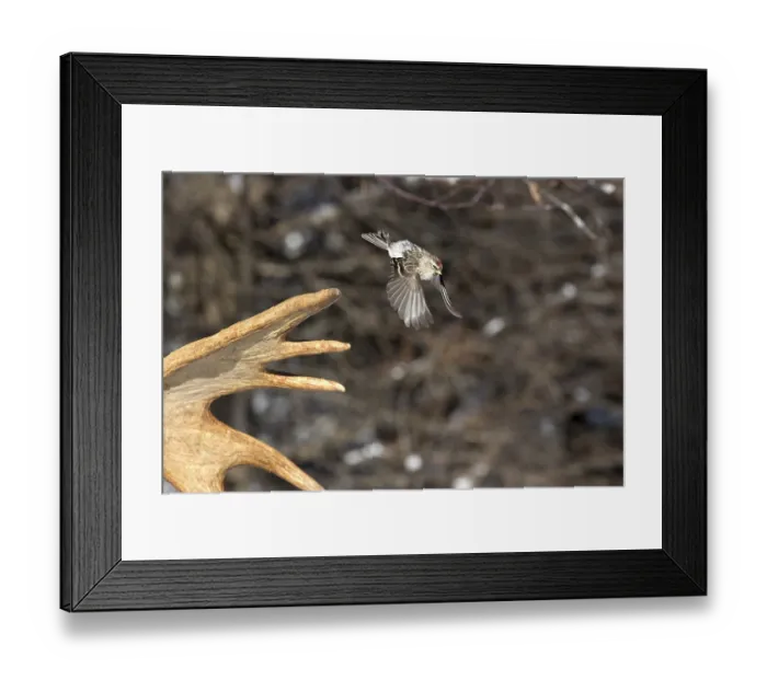 Framed Print : Redpoll Siskin (Carduelis flammea) detaching from moose antlers