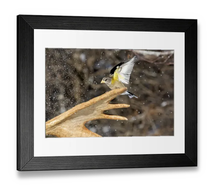 Framed Print : Evening Grosbeak male sitting on moose antlers in winter