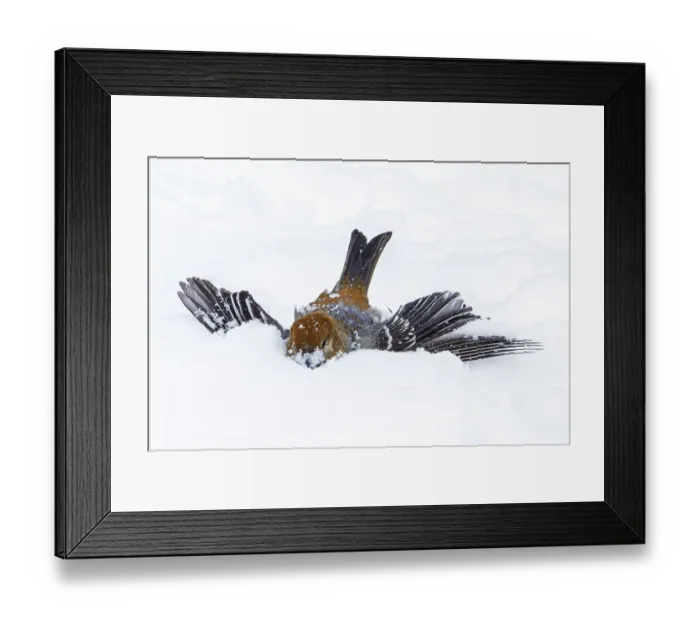 Framed Print : Female pine beak misses a landing in winter (Pinicola enucleator) Framed Print : Female pine beak misses a landing in winter (Pinicola enucleator)