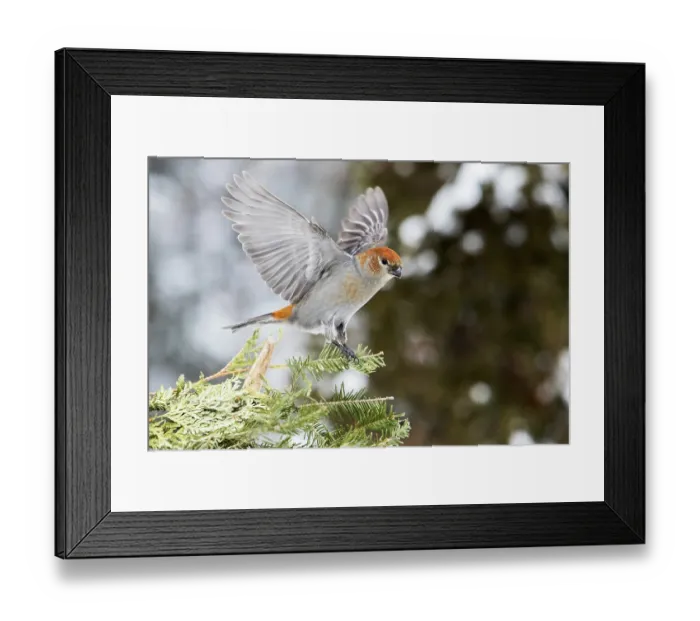 Framed Print : Female with pine beak sitting on a branch in winter (Pinicola enucleator) Framed Print : Female with pine beak sitting on a branch in winter (Pinicola enucleator)