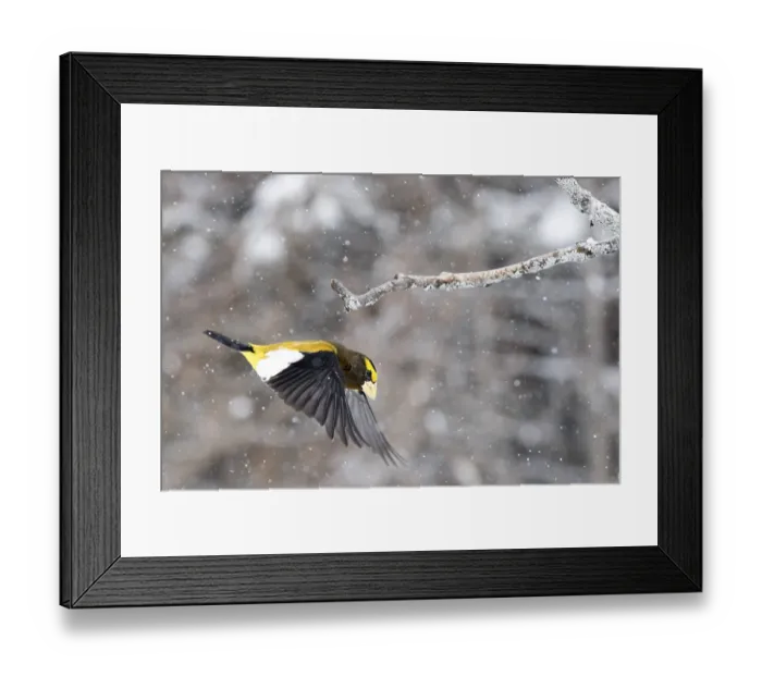 Framed Print : Male Evening Finch in winter flight Framed Print : Male Evening Finch in winter flight