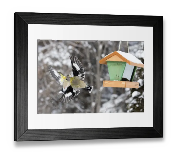 Framed Print : Evening grosbeak interaction at a winter bird feeder
