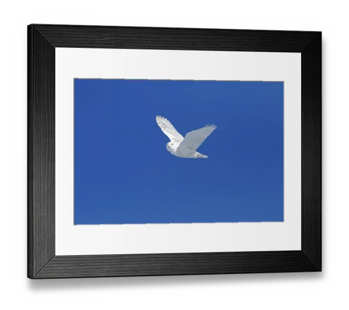 Framed Print : Snowy owl (Bubo scandiacus) in flight under blue sky