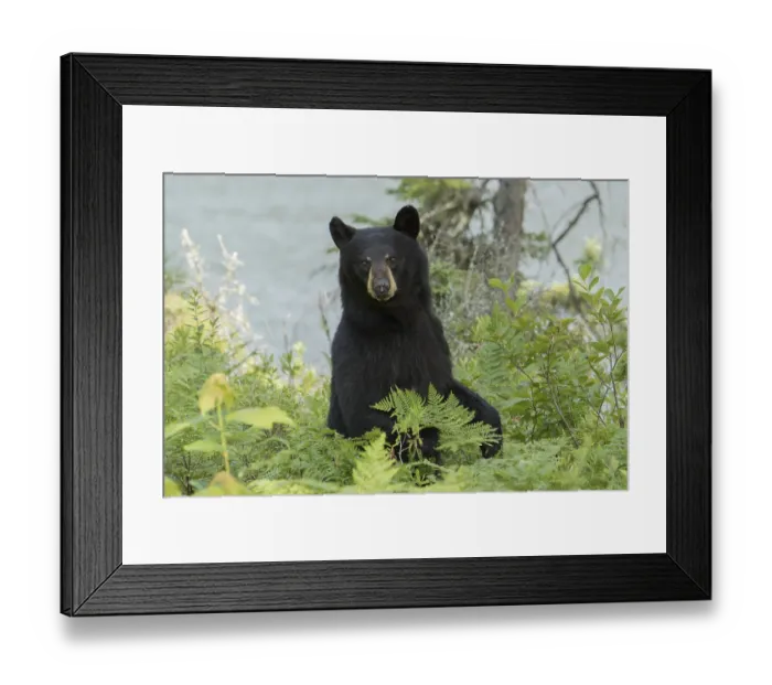 Framed Print : Female black bear (Ursus americanus)