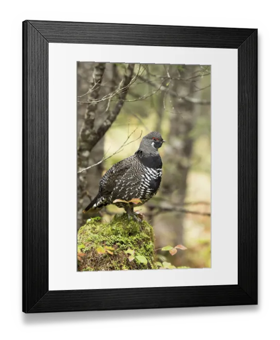 Framed Print : Spruce grouse (Falcipennis canadensis) Framed Print : Spruce grouse (Falcipennis canadensis)