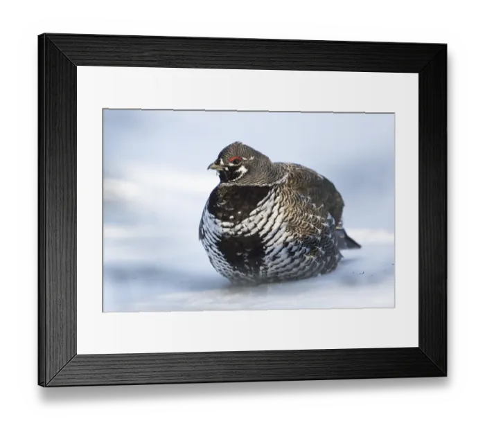 Framed Print : Spruce grouse (Falcipennis canadensis)