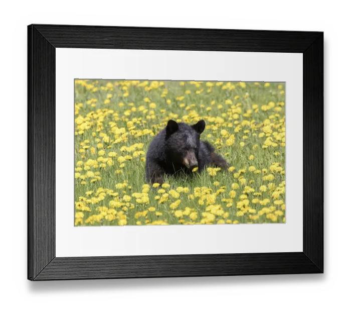 Framed Print : American Black Bear eating dandelion (Ursus americanus) Framed Print : American Black Bear eating dandelion (Ursus americanus)