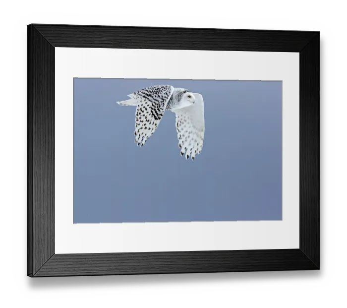 Framed Print : Snowy owl (Bubo scandiacus) in flight