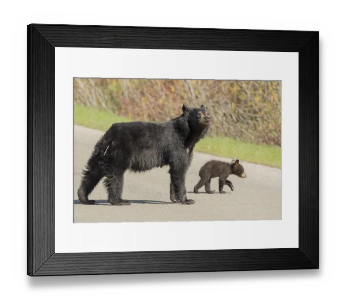 Framed Print : American Black Bear, female with young (Ursus americanus)