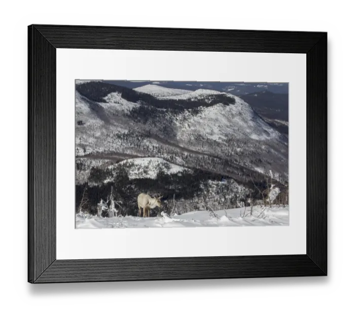 Framed Print : Forest caribou (Rangifer tarandus caribou)