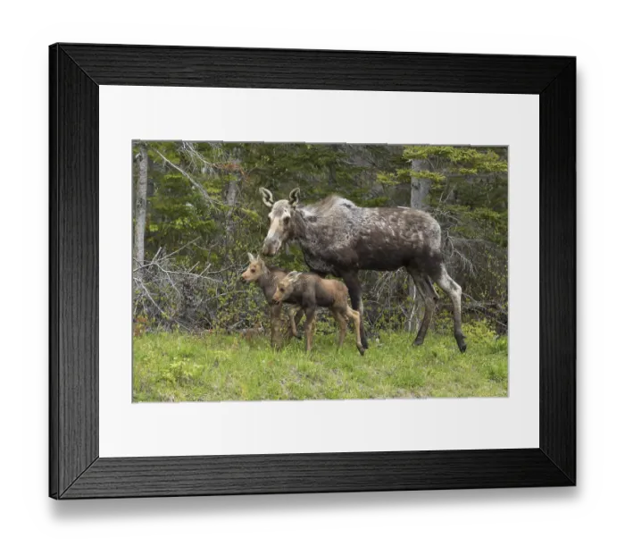 Framed Print : American elk, mother and calves