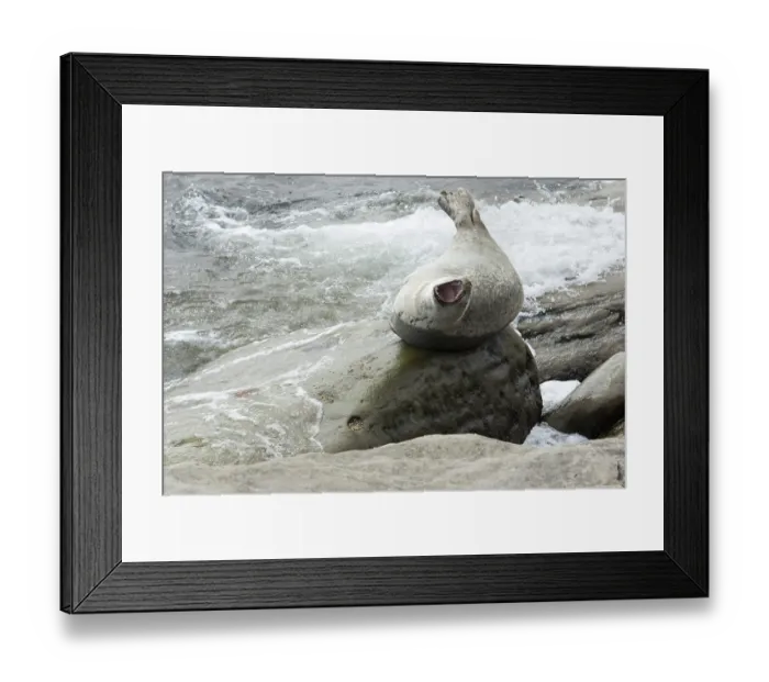 Framed Print : Harbor seal (Phoca vitulina), Forillon National Park