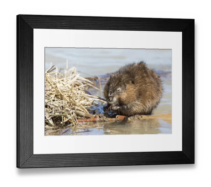 Framed Print : Muskrats (Ondatra zibethicus), Lanaudiere region Framed Print : Muskrats (Ondatra zibethicus), Lanaudiere region