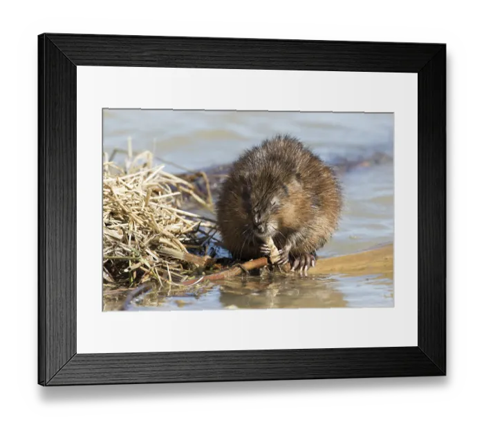 Framed Print : Muskrats (Ondatra zibethicus), Lanaudiere region Framed Print : Muskrats (Ondatra zibethicus), Lanaudiere region