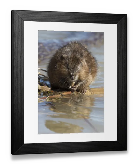 Framed Print : Muskrats (Ondatra zibethicus), Lanaudiere region