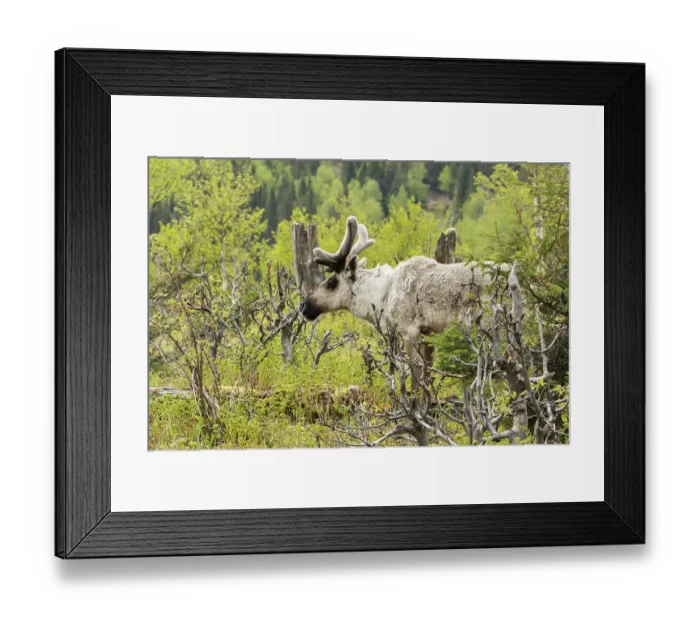Framed Print : Caribou, caribou, deer, ungulates Framed Print : Caribou, caribou, deer, ungulates