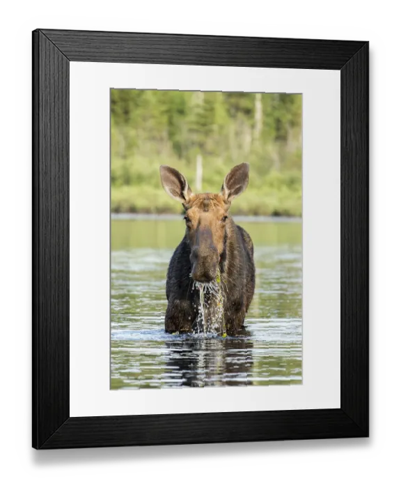 Framed Print : American elk (Alces alces), Forillon national park
