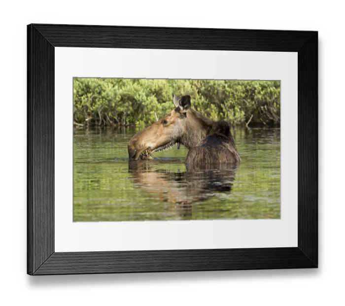 Framed Print : American elk (Alces alces), Forillon national park