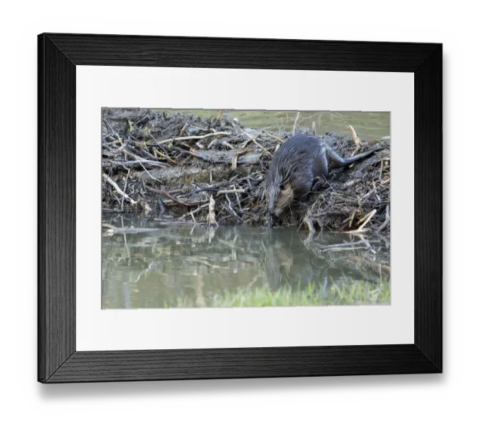 Framed Print : Canadian beaver, Canadian beaver (Castor fiber canadensis)