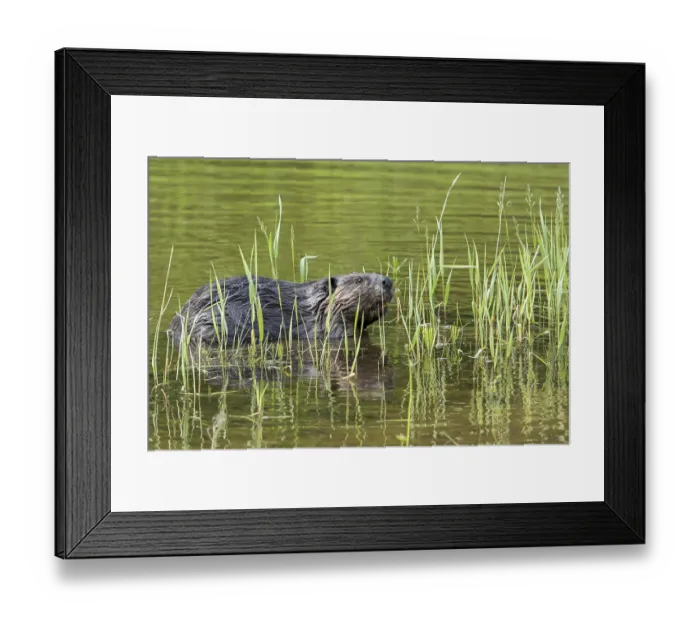 Framed Print : Canadian beaver (Castor fiber canadensis)