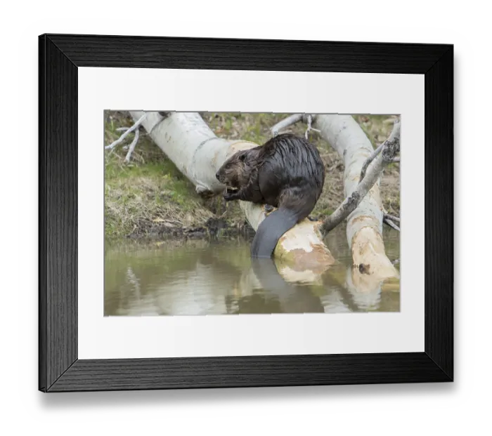 Framed Print : Canadian beaver, Canadian beaver (Castor fiber canadensis)