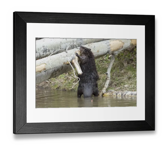 Framed Print : Canadian beaver, Canadian beaver (Castor fiber canadensis)