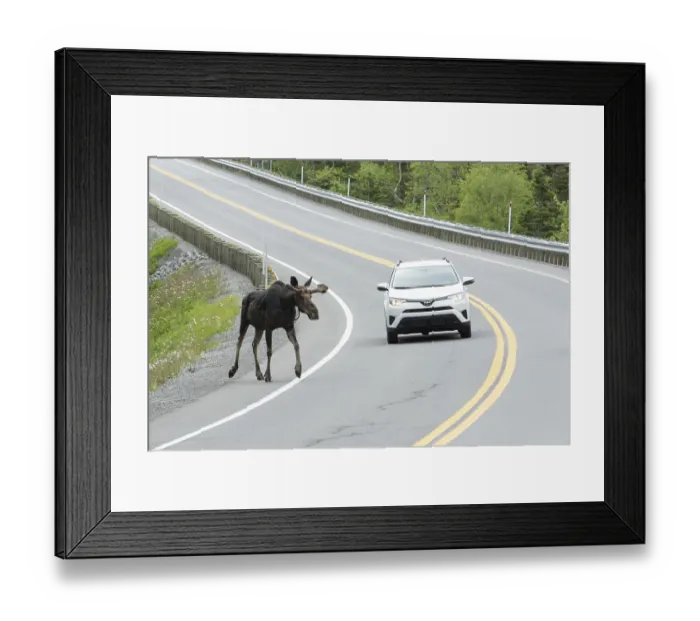 Framed Print : American elk (Alces alces) crosses road Framed Print : American elk (Alces alces) crosses road