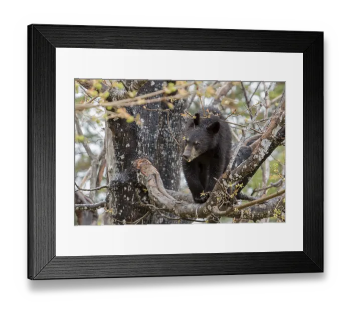 Framed Print : American Black Bear, black bear