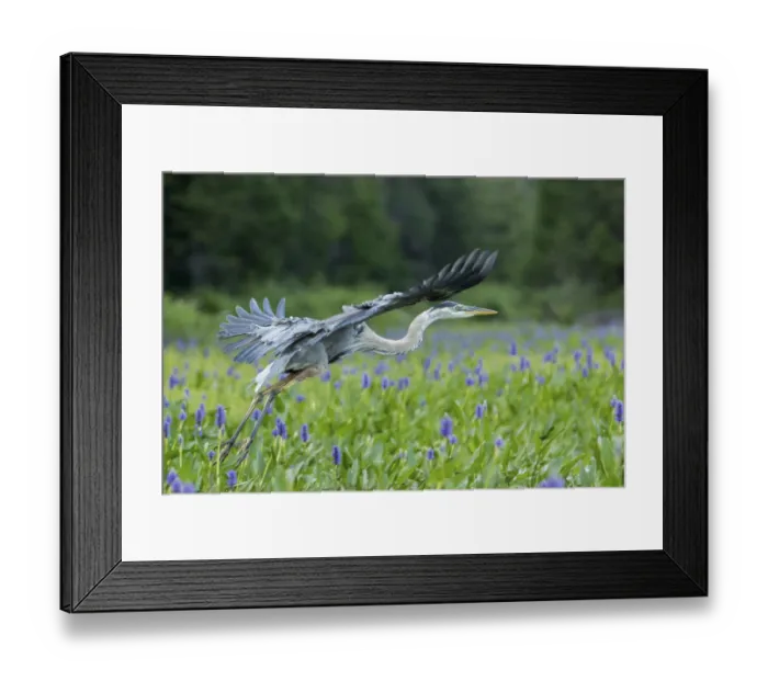 Framed Print : Great blue heron (Ardea herodias) Framed Print : Great blue heron (Ardea herodias)
