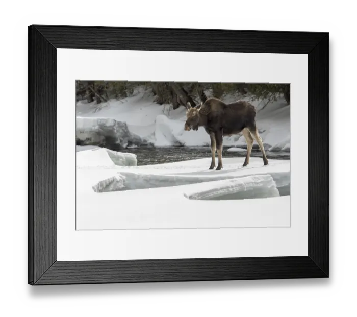 Framed Print : Elk, moose, deer, ungulates, even-toed ungulates