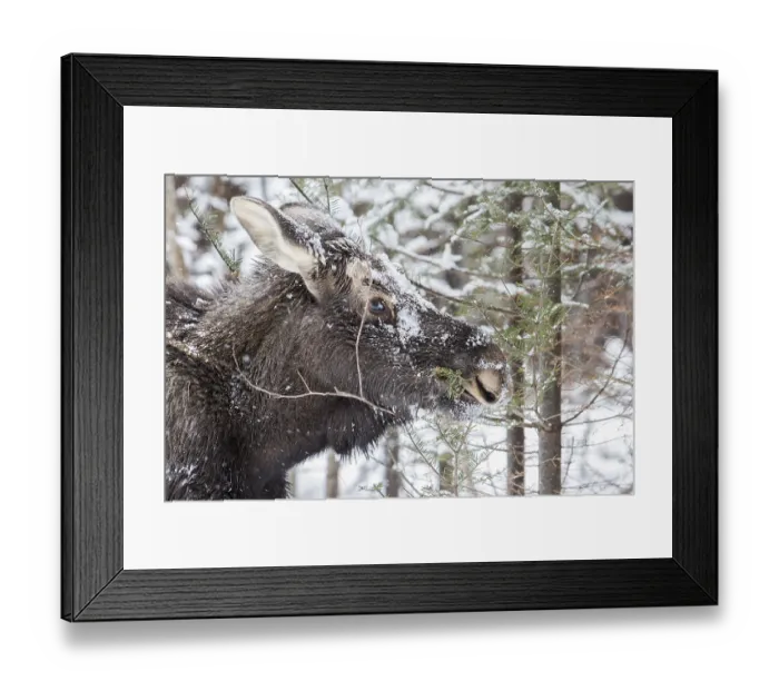 Framed Print : Elk, moose, deer, ungulates, even-toed ungulates Framed Print : Elk, moose, deer, ungulates, even-toed ungulates