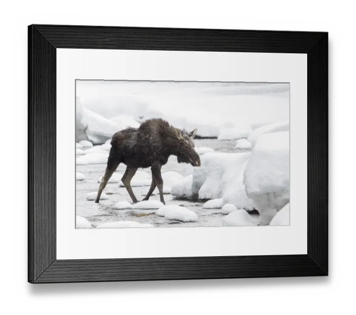Framed Print : Ten-month-old elk bull running in the river in winter Framed Print : Ten-month-old elk bull running in the river in winter