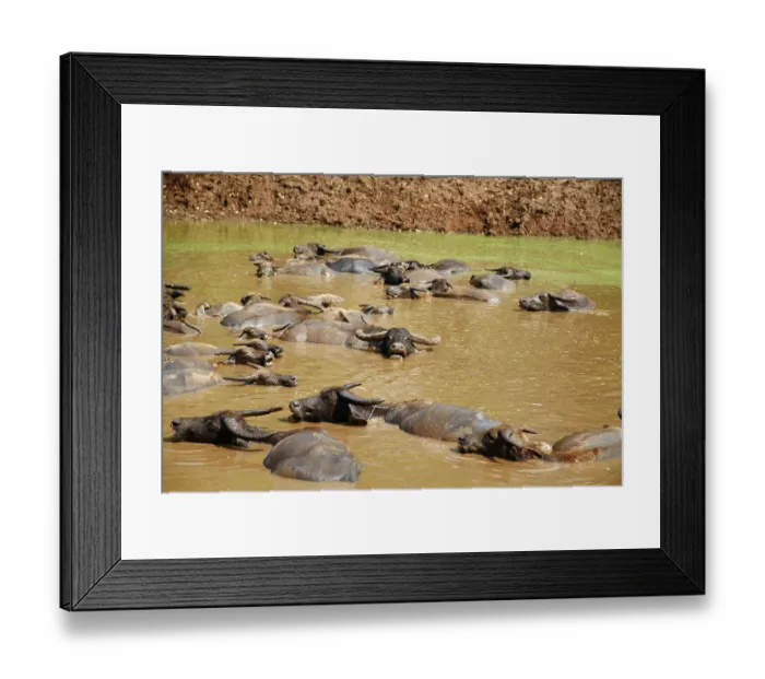 Framed Print : Water Buffalo (Bubalus arnee) in water Framed Print : Water Buffalo (Bubalus arnee) in water