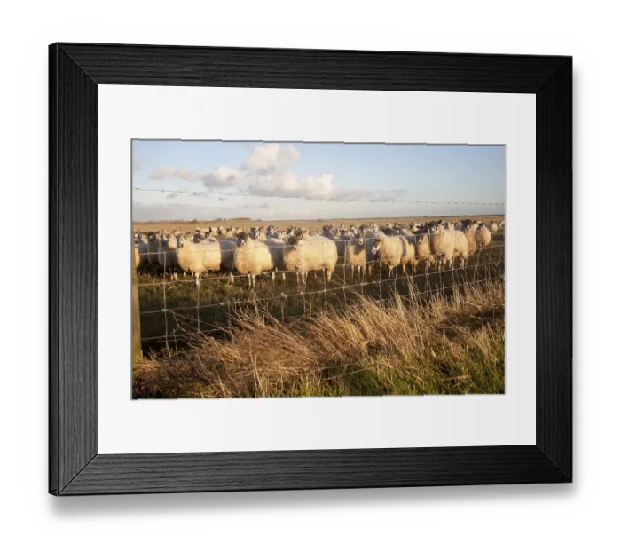 Framed Print : Flock of sheep grazing on drained marshland fields at Gedgrave