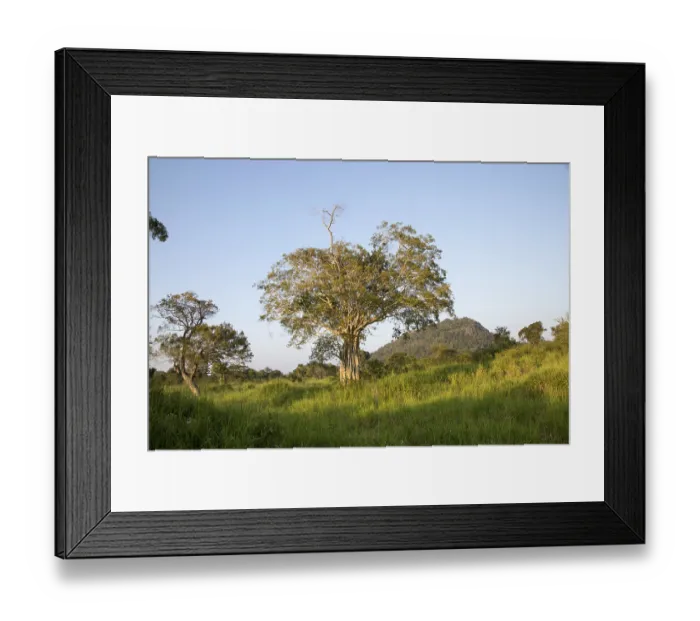 Framed Print : Lowland dry forest vegetation, Hurulu Eco Park biosphere reserve