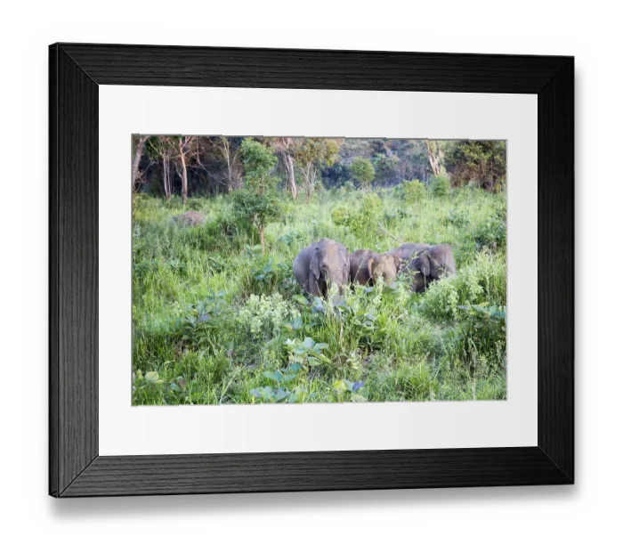 Framed Print : Wild elephants in Hurulu Eco Park biosphere reserve Framed Print : Wild elephants in Hurulu Eco Park biosphere reserve