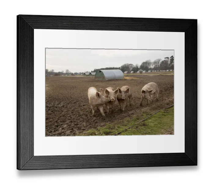 Framed Print : Free range pig farming pork production Shottisham Framed Print : Free range pig farming pork production Shottisham