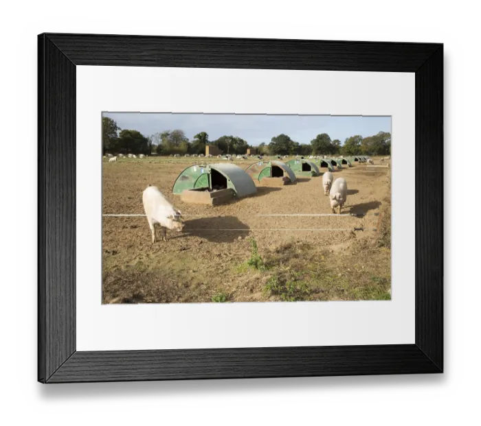 Framed Print : Free range pig farming at Shottisham