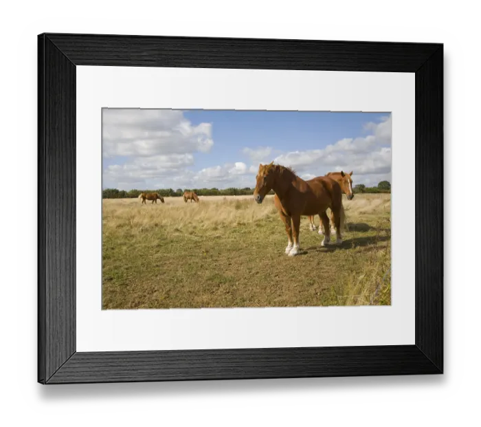 Framed Print : Horse stud, stables and tourist attraction at The Suffolk Punch Trust Framed Print : Horse stud, stables and tourist attraction at The Suffolk Punch Trust