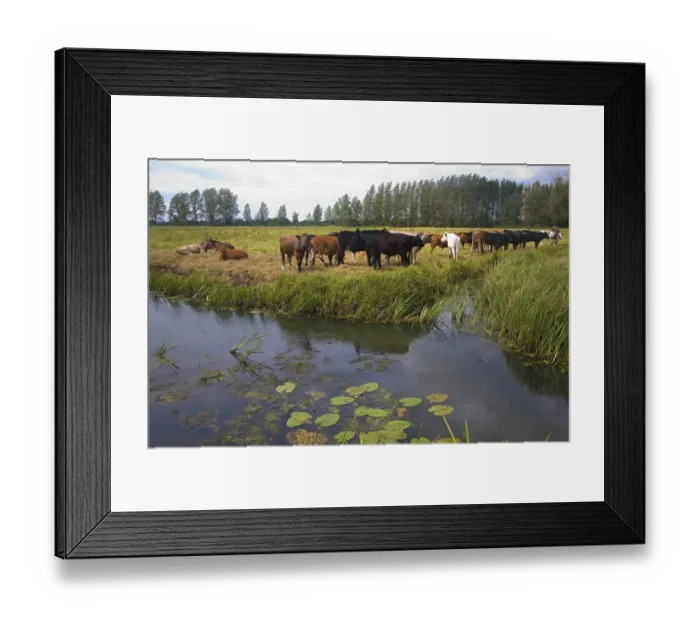 Framed Print : Young cattle graze on Geldeston marshes Framed Print : Young cattle graze on Geldeston marshes