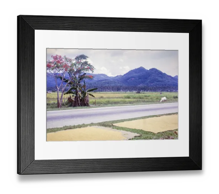 Framed Print : Rice cultivation paddy fields rural farming agriculture countryside area