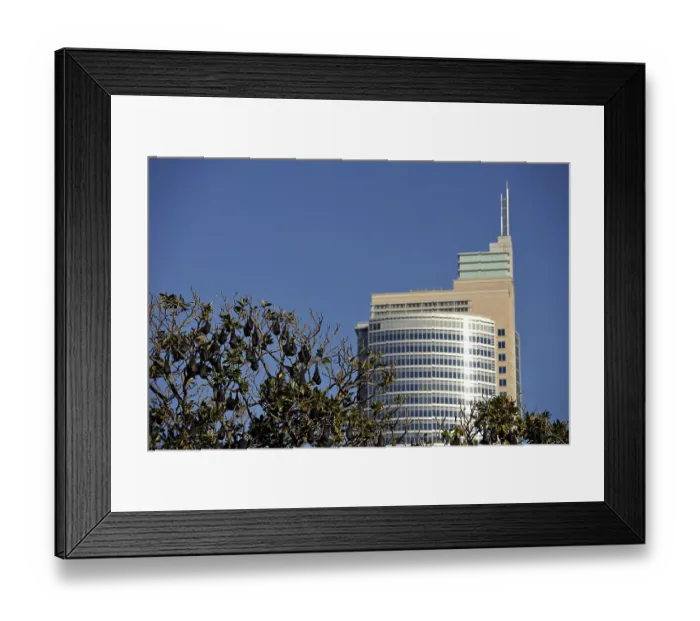 Framed Print : Flying Foxes, also Fruit Bats (Pteropus)