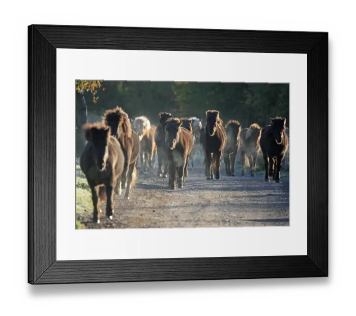 Framed Print : Icelandic horse, Icelandic horses