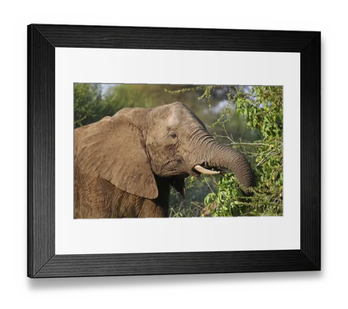 Framed Print : Elefantenkopf im Kruger Nationalpark S Framed Print : Elefantenkopf im Kruger Nationalpark S