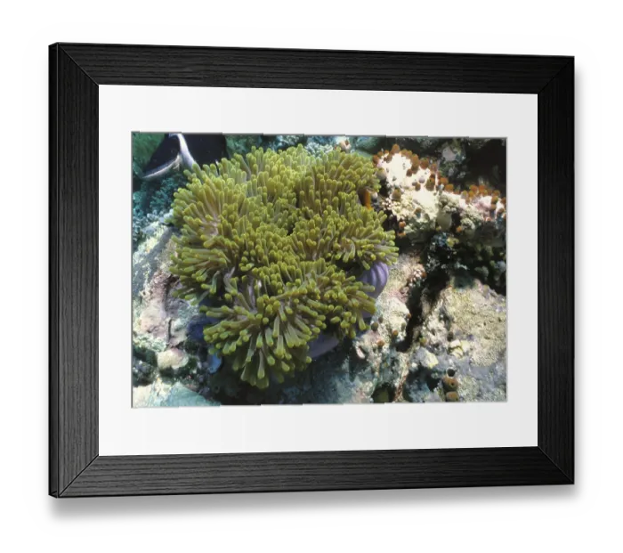Framed Print : Anemone, Maldives