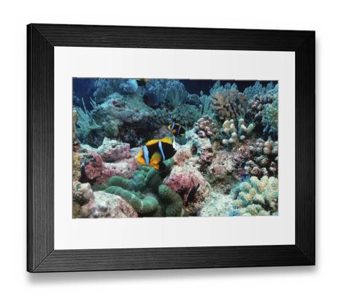 Framed Print : Anemonefish, Coral Sea, Australia