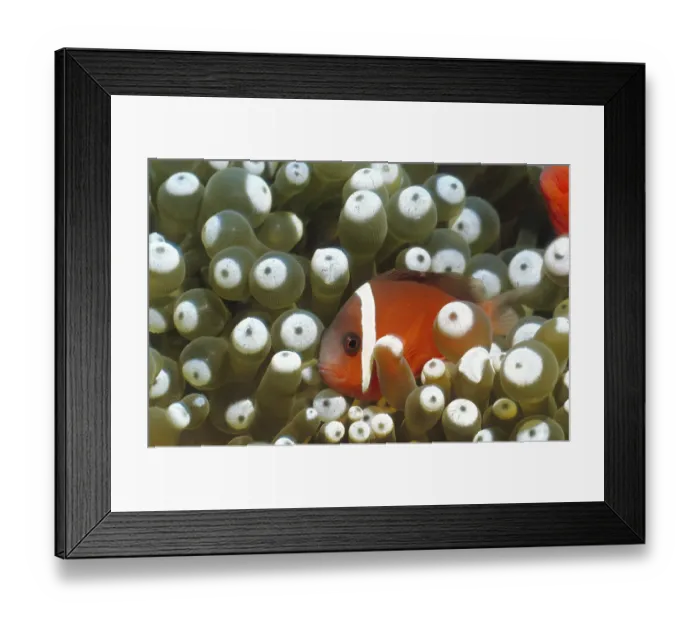 Framed Print : Anemonefish, Clownfish