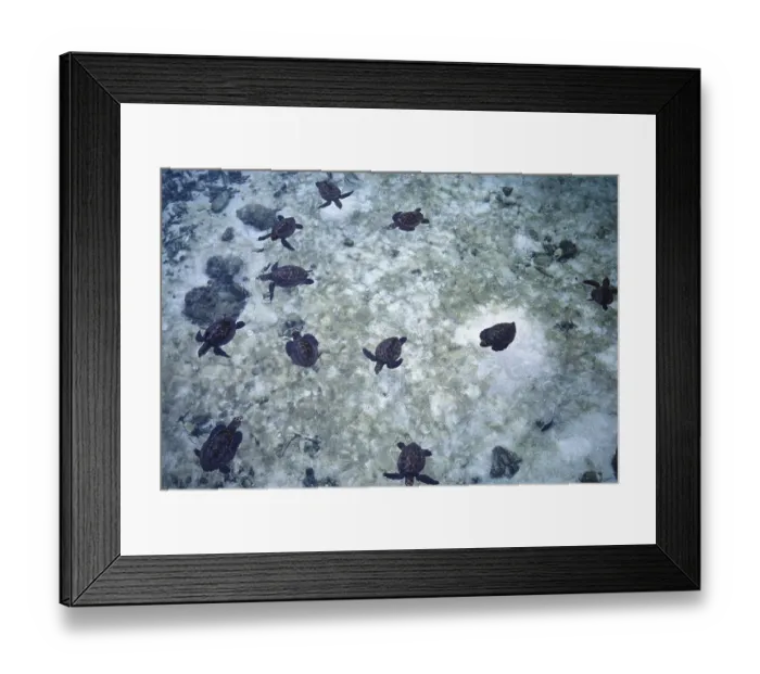 Framed Print : Small water turtles