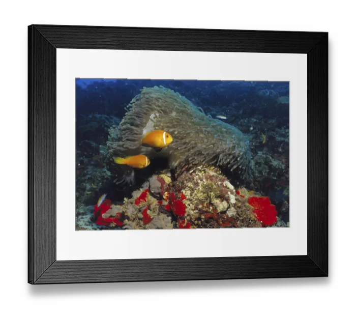 Framed Print : Anemonefish, Maldives Framed Print : Anemonefish, Maldives