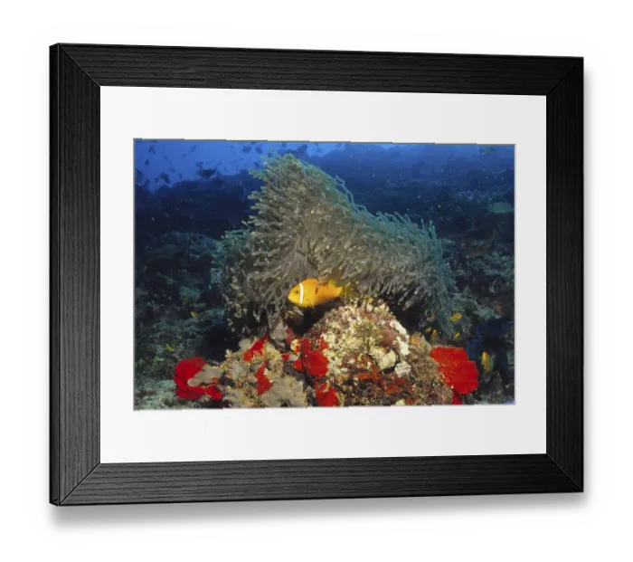 Framed Print : Anemonefish, Maldives